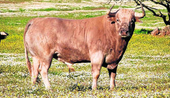Nuñez de Tarifa